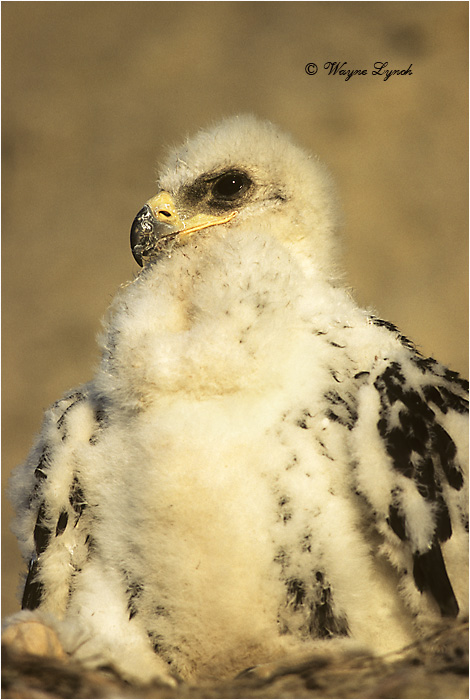 Golden Eagle Chick 102 by Dr. Wayne Lynch &copy;
